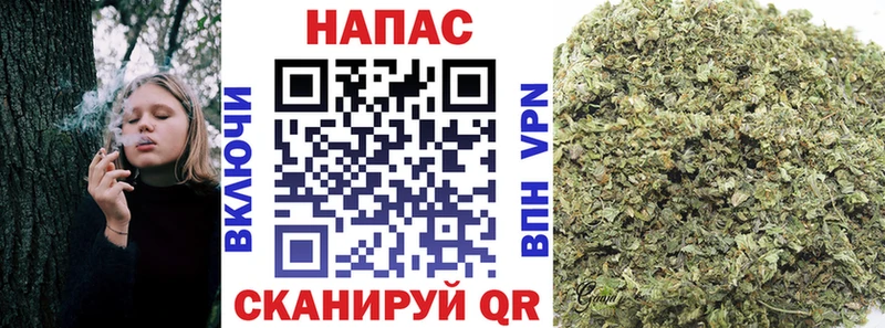 как найти   Уяр  Канабис OG Kush 